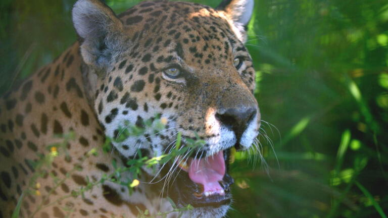 Return of the Wild in Argentina