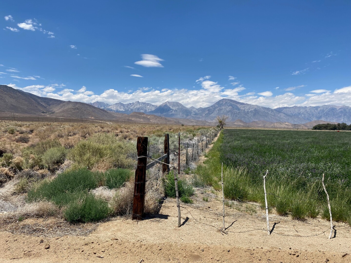 Two fields next to each other divided by a wood and wire fence with mountains in the background