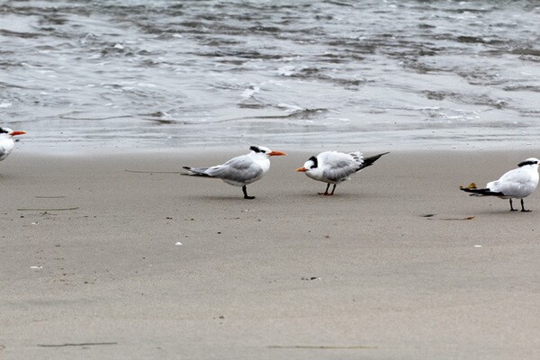 Photo: Courtesy of The Bay Foundation