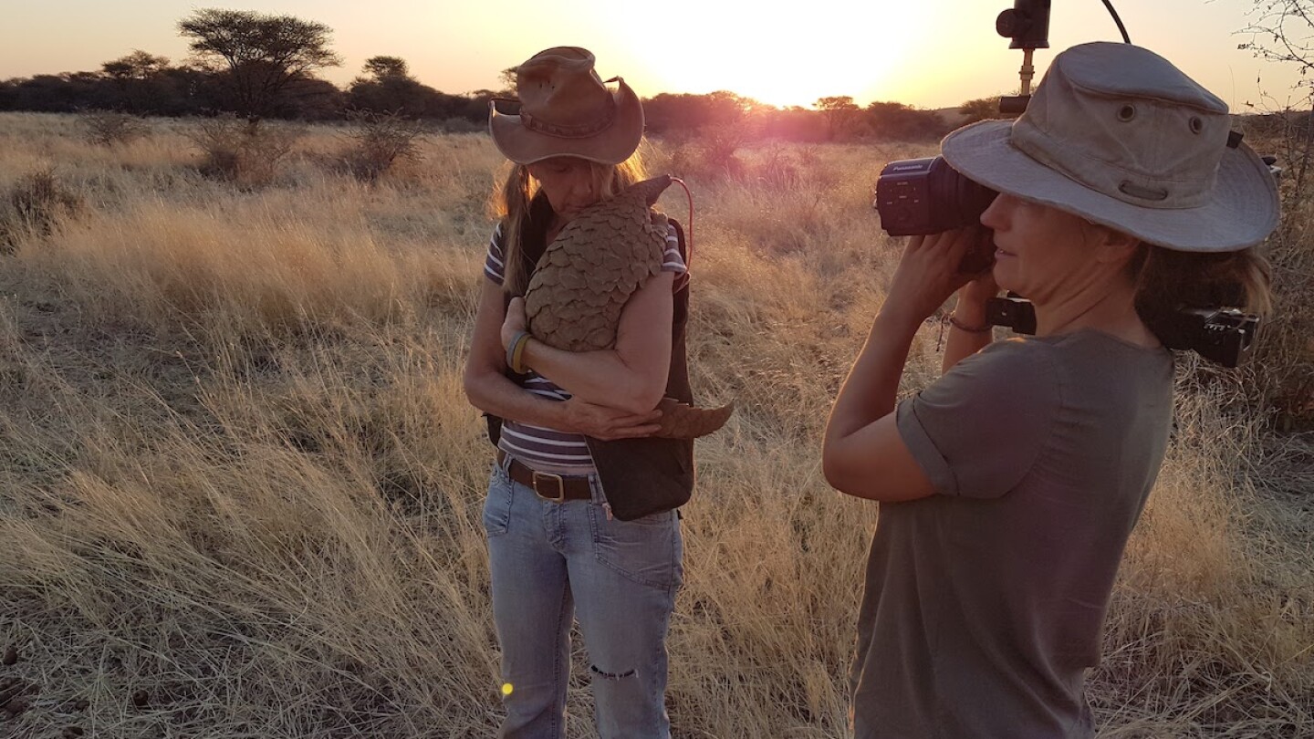 A camerawoman takes video of a woman holding a pangolin