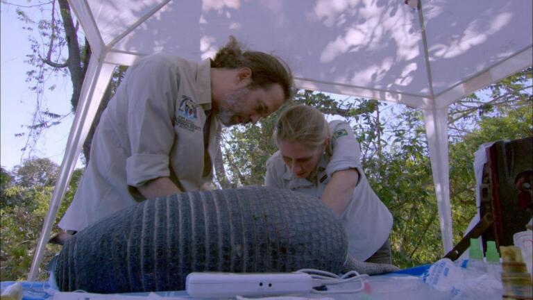 Vets Examine Giant Armadillo