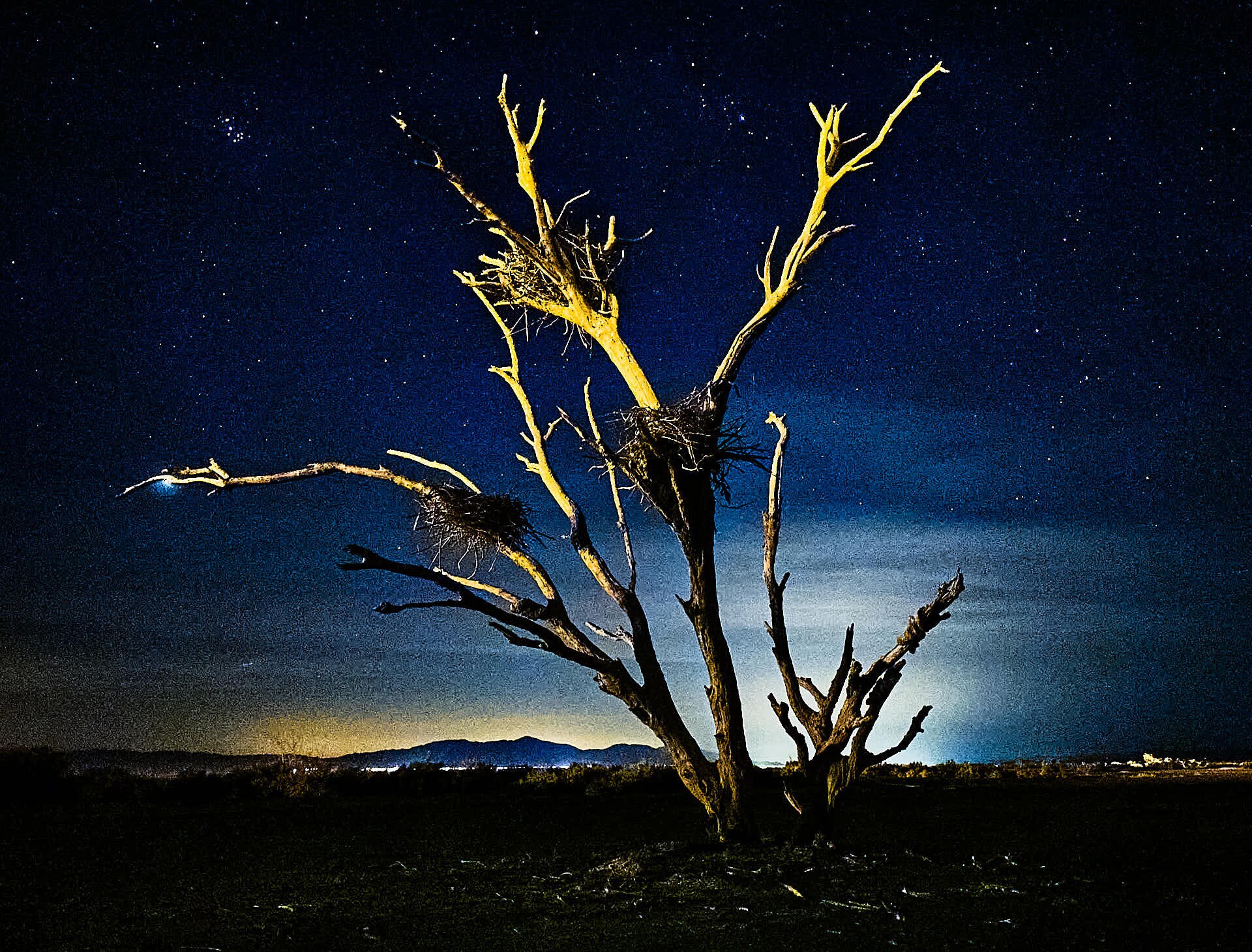 Dead Tree with Cormorant Nests – Obsidian Butte, Salton Sea, C