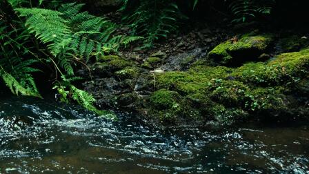 FERN CANYON IN MENDOCINO