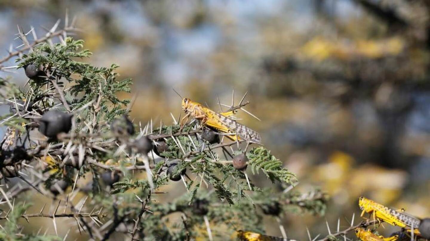 FILE PHOTO: Desert locusts are seen on a tree at a ranch near the town of Nanyuki in Laikipia county, Kenya, February 21, 2020. Picture taken February 21, 2020. | REUTERS/Baz Ratner