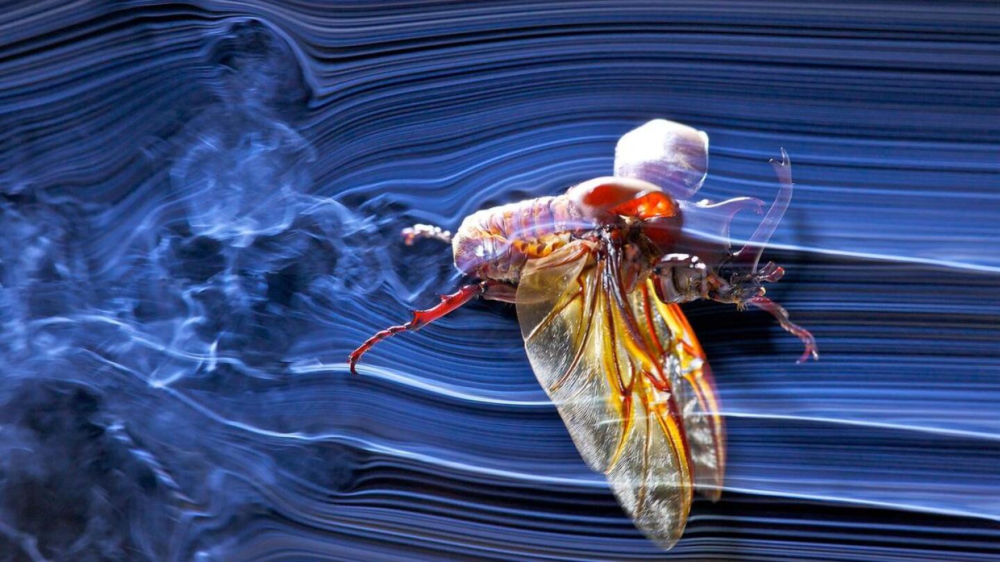 masters of the sky