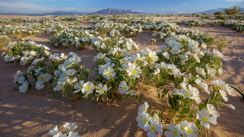 Primroses at the Cadiz Dunes | Photo: Bob Wick/BLM