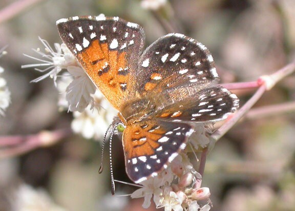 RS10023_langes_metalmark_butterfly_USFWS_FPWC-thumb-600x429-56276
