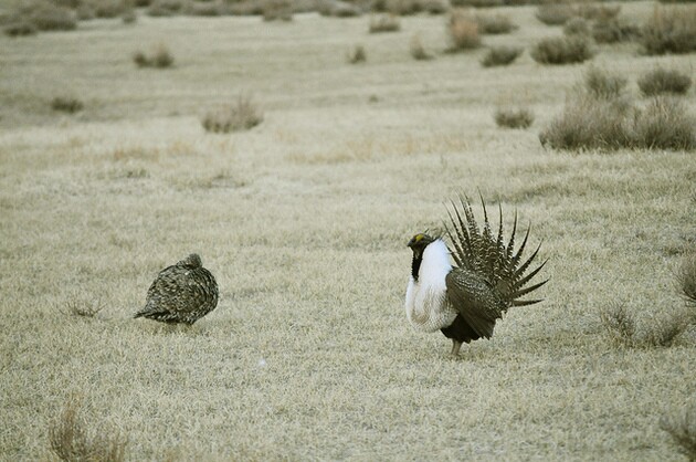 mono-basin-sage-grouse-4-21-15-thumb-630x418-91498