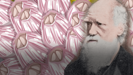 These Creatures Were Darwin's Greatest Enemy