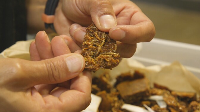 Don Bugito's Coconut Brittle Bugitos | Yubo Wang