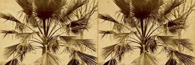 Fan leaf palm