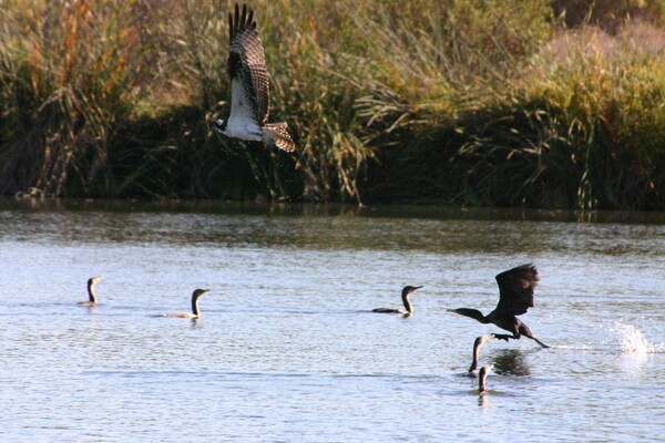 Osprey flying over Double-crested Cormorants