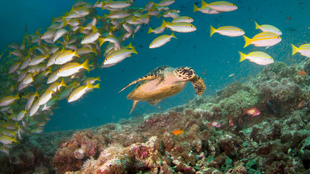Sea turtle and fish at a coral reef in the Maldives | Photo: Tchami, some rights reserved