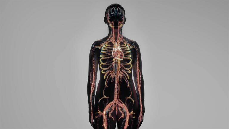 Functions of the Heart and Lungs