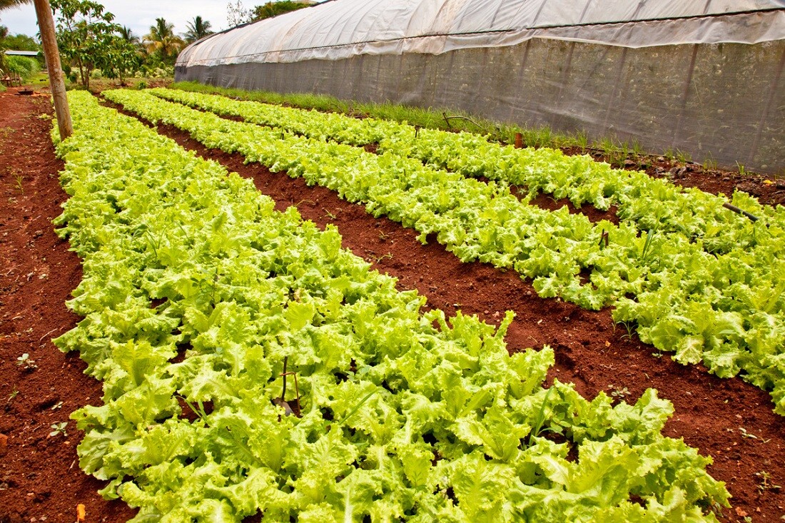 Lettuce: Urban Organic Farm in Cuba