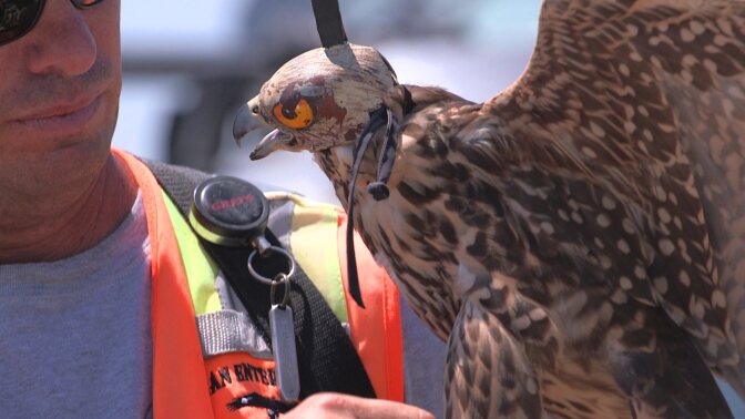 millie_falcon2.jpg