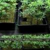 Marijuana Farming Is Lucrative Business in California,...