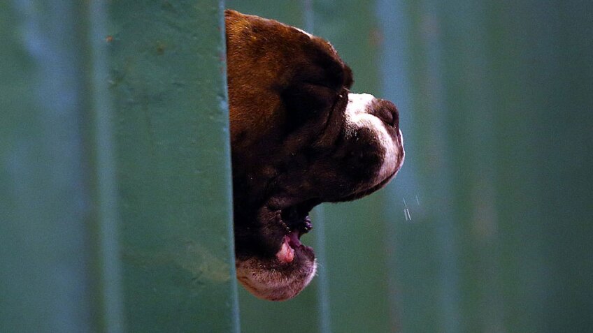 barking dog
