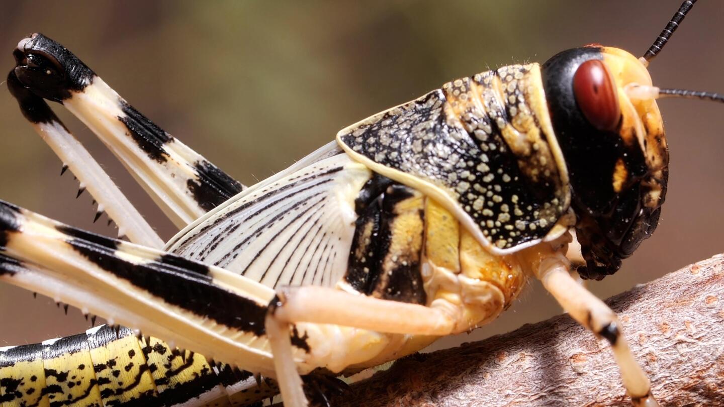 These Swarming Locusts Are Grasshoppers Gone Wrong