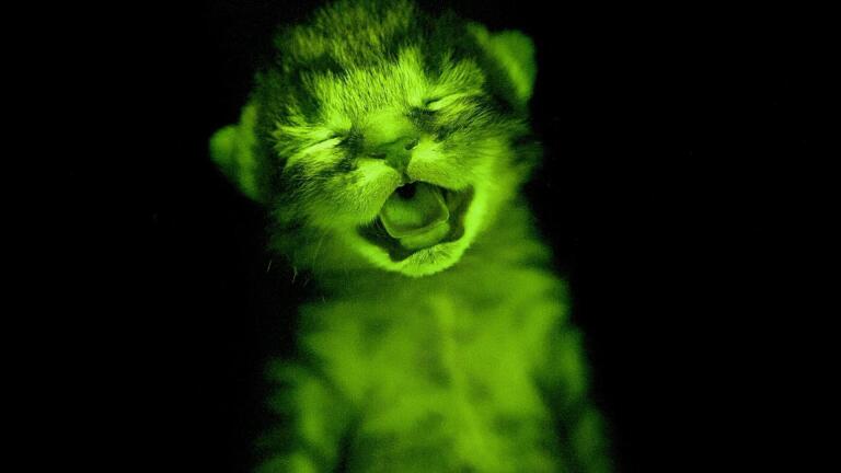 The Hidden Fluorescent World
