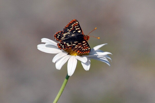 Quino butterflys are a subspecies of the Edith's Checkerspot