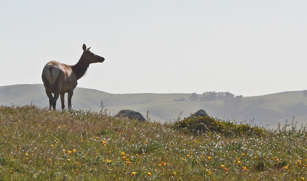 tule-elk-4-16-15-thumb-630x371-91336