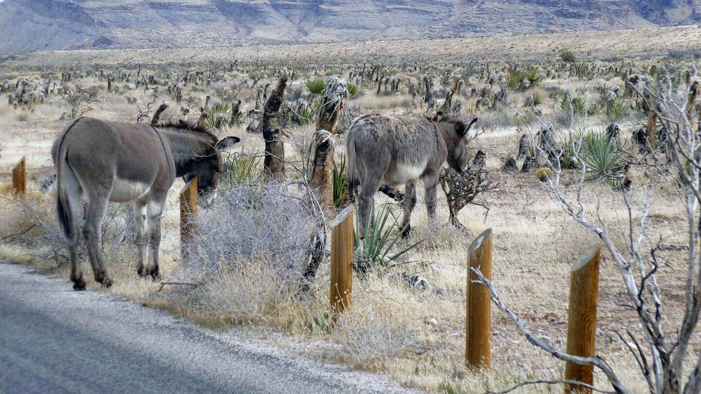 burros