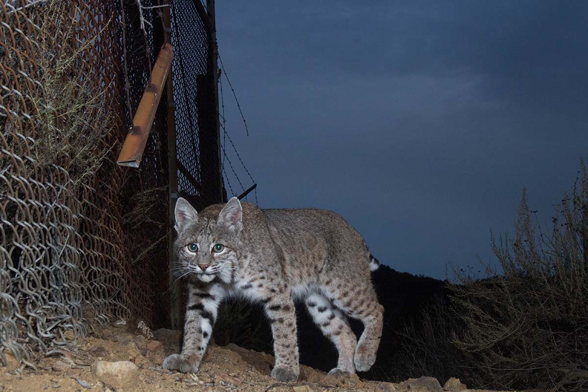 Bobcat (Lynx rufus) of Griffith Park| Courtesy of Miguel Ordeñana