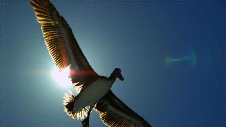 EARTHFLIGHT Preview