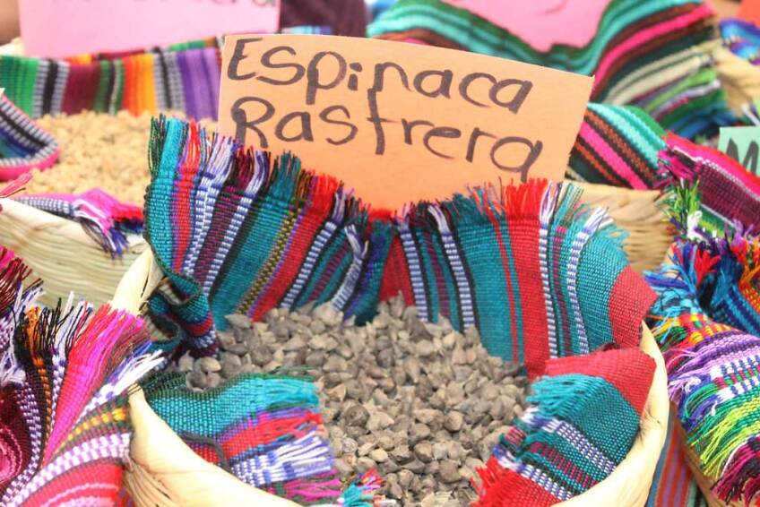 Wild spinach seeds