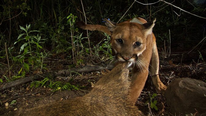 P39 eating deer