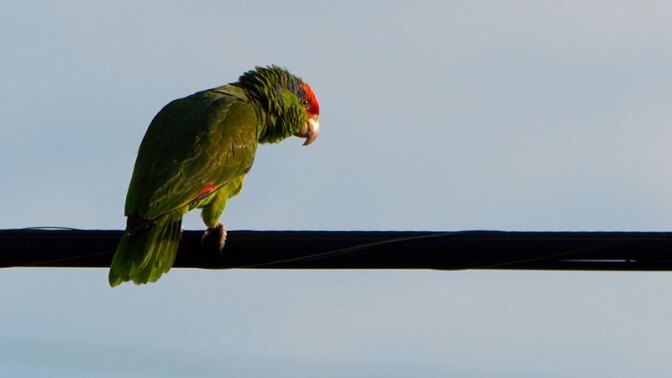 Parrot greets the morning on a West Covina power line. | Photo: John Liu, some rights reserved