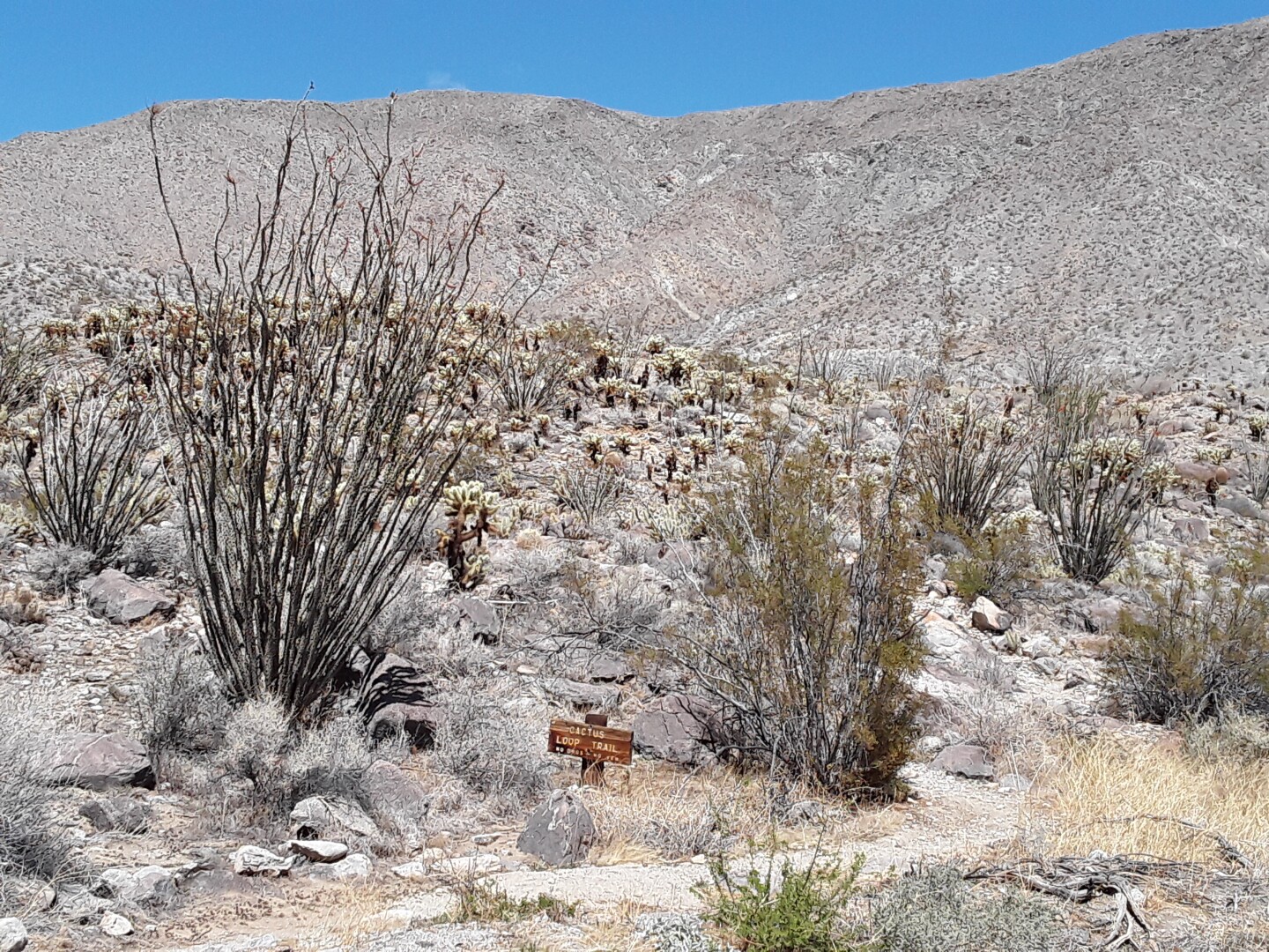 The desert landscape and vegetation at the Juan Bautista De Anza National Historic Trail. The landscape is a pale beige color.