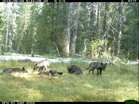 wolf-pups-jpg-thumb-630x472-96496