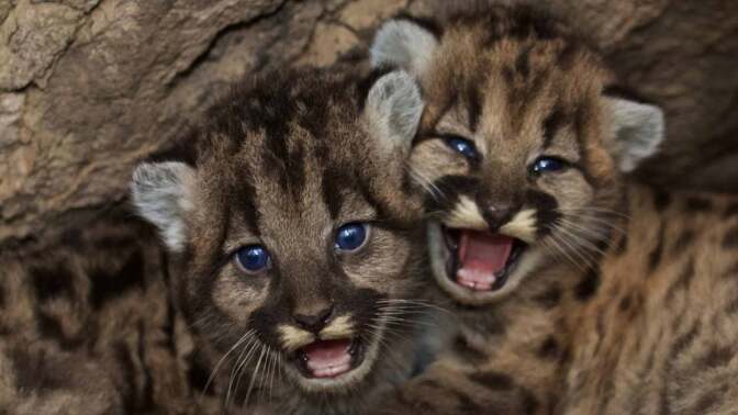 Mountain lion kittens P-46 and P-47 are estimated to be six to seven weeks old.