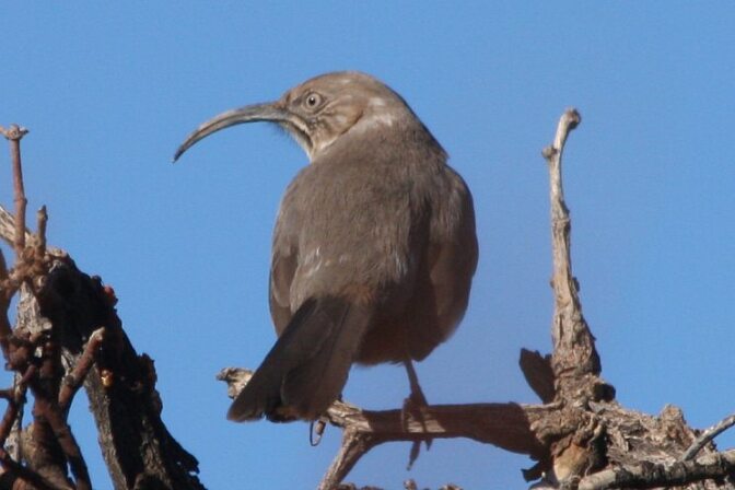 crissal-thrasher-7-11-16.jpg