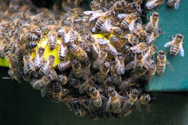 beesepa1