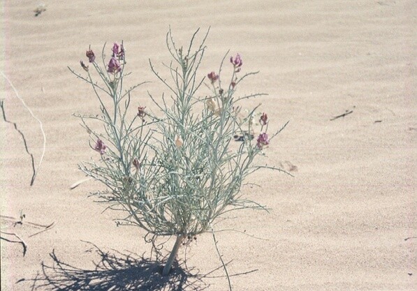 Peirson's milkvetch | BLM photo