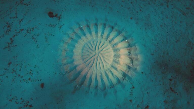 Filming Pufferfish