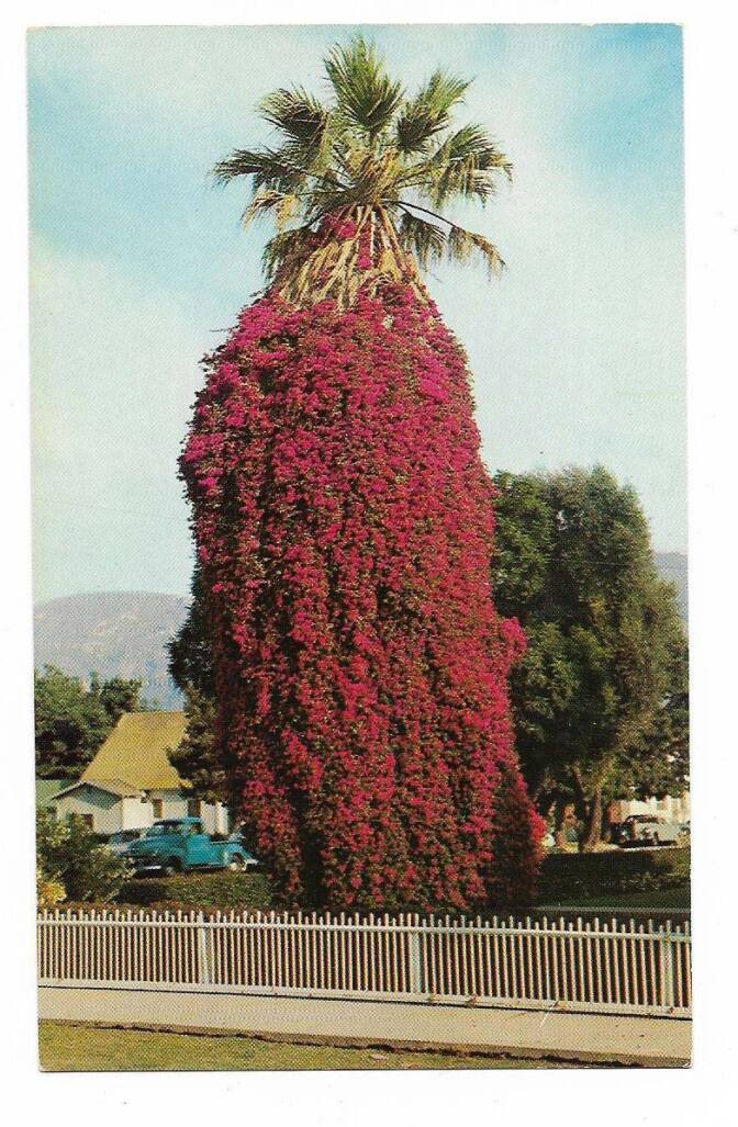 palm tree