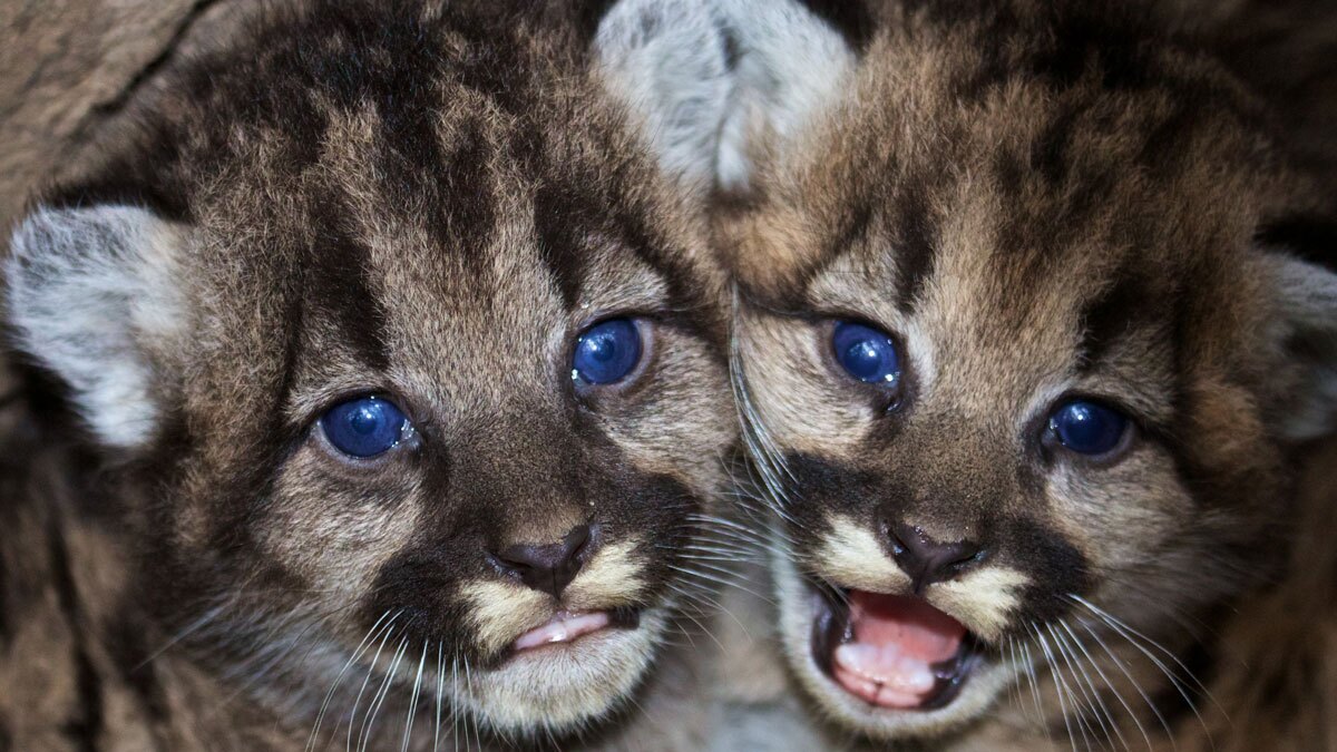 Kitten siblings P-46 and P-47 at their den in the western Santa Monica Mountains. | Santa Monica Mountains National Recreation Area / Public Domain