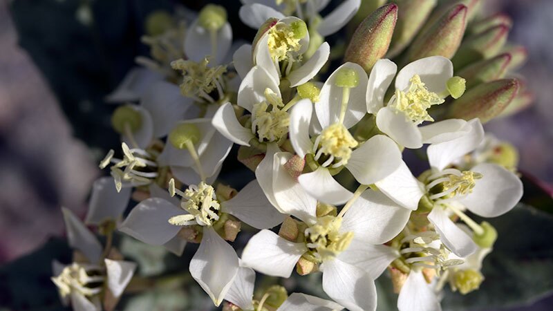 Eremothera boothii | Photo: Chris Clarke