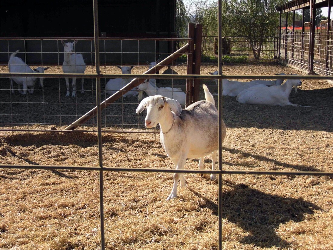 Drake Family Farms (2)