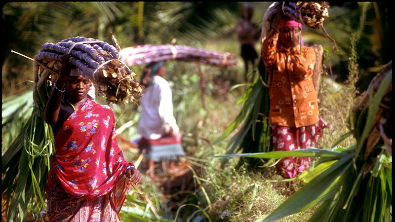 Sugar cane workers in India | Photo: Jean Marc-Giboux for International AIDS Vaccine Initiative, some rights reserved