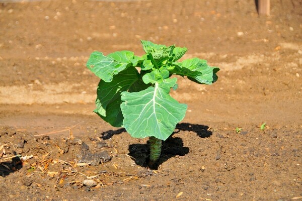 urbanfarms