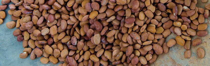 tepary beans
