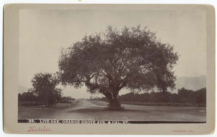 A picture postcard view of the live oak at Orange Grove and California