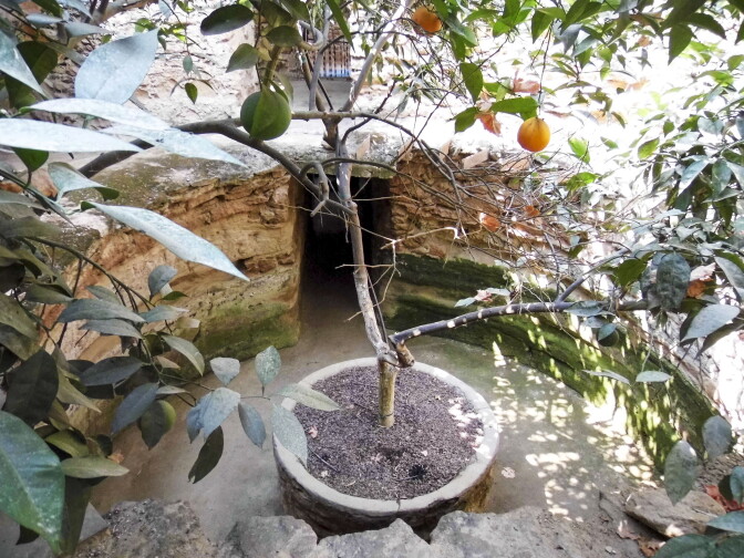 An overhead view of the tunnels at Forestiere Underground Gardens where a tree stands in the middle of an open pocket of space. The branches of the tree stretch above where green leaves and oranges hang off the branches.