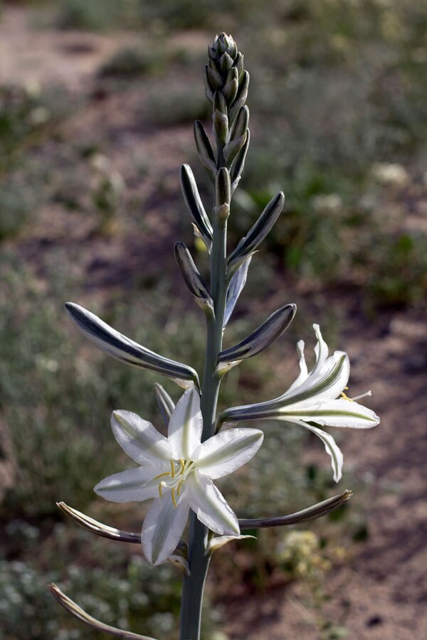 A desert lily in bloom | Photo: Chris Clarke