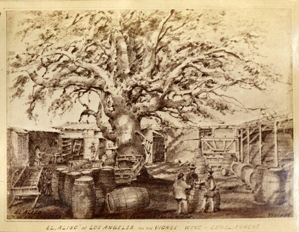 Vignes illustration